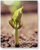 きれいな土から新芽が出る様子